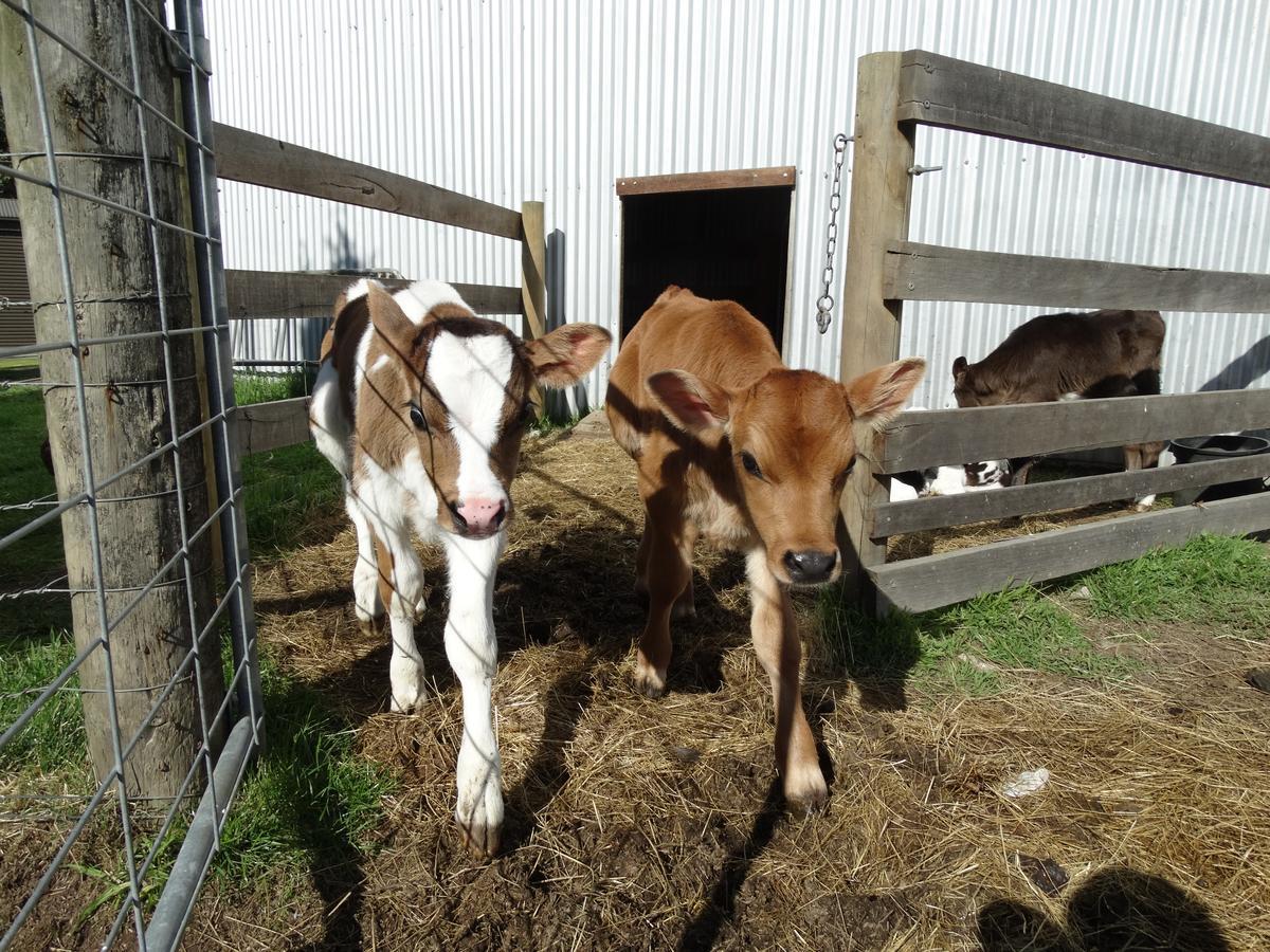 Ventnor Ripples N Tonic Farmstay المظهر الخارجي الصورة